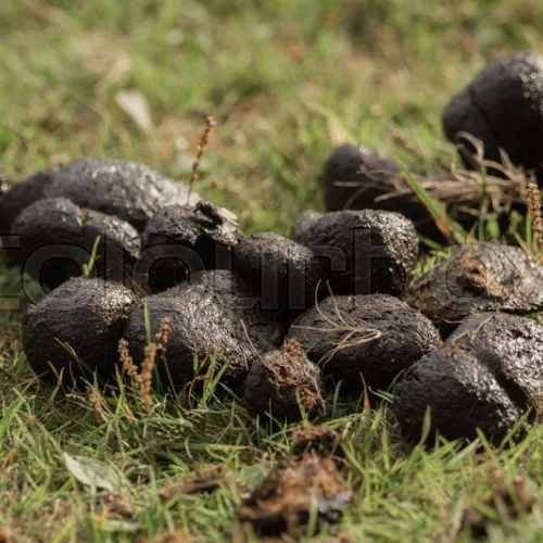 Donkey Dung