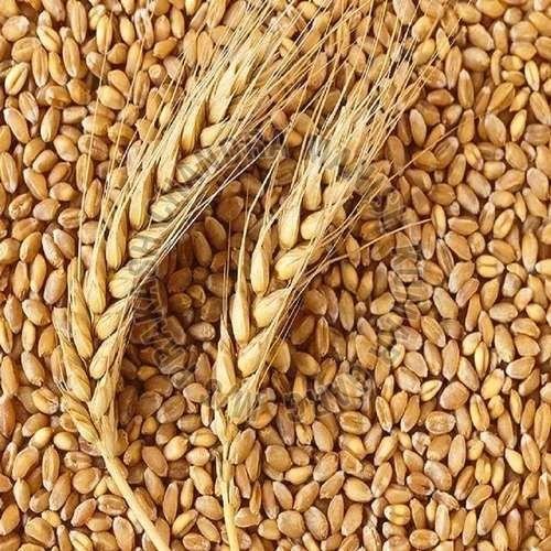 WH-147 Organic Wheat Grain