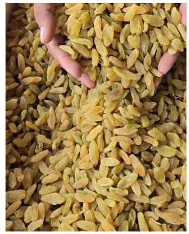 Long Golden Dried Raisins