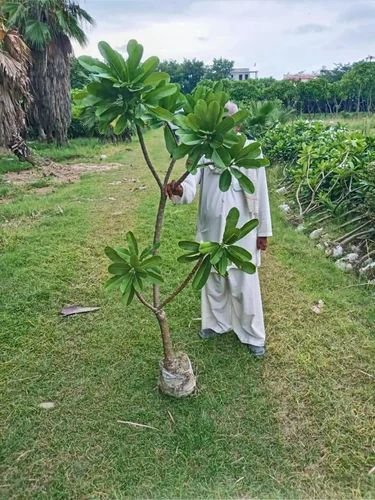 Plumeria Champa Plant