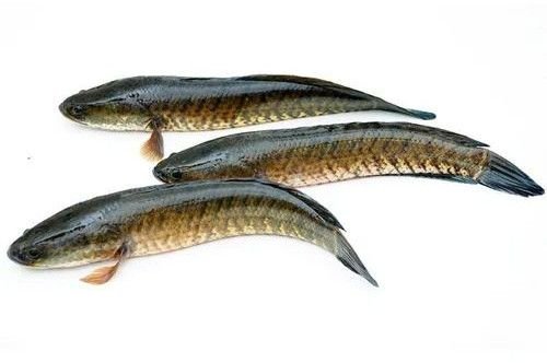 Live Murrel Fish