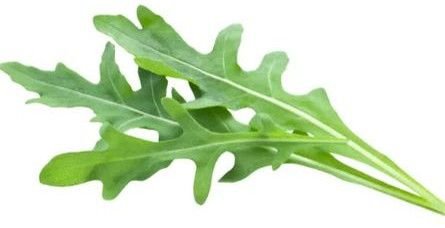 Fresh Arugula Leaves