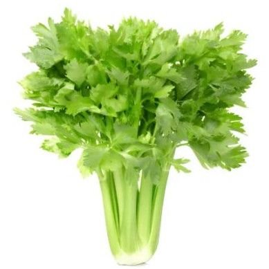 Fresh Celery Leaves