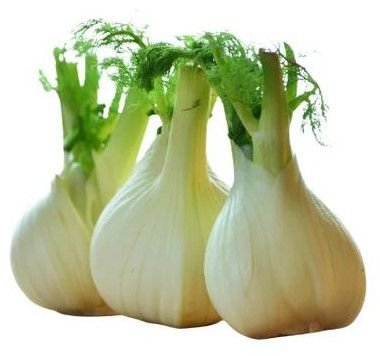 Fresh Fennel