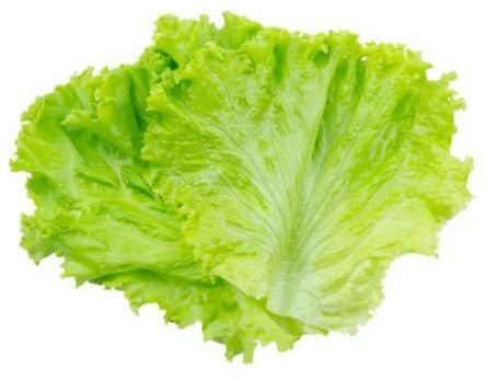 Fresh Lettuce Leaves