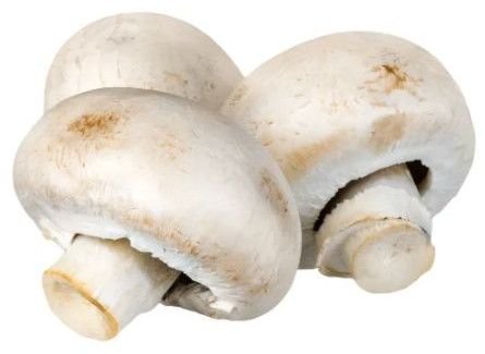 Fresh Mushroom