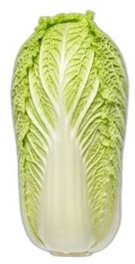 Fresh Napa Cabbage