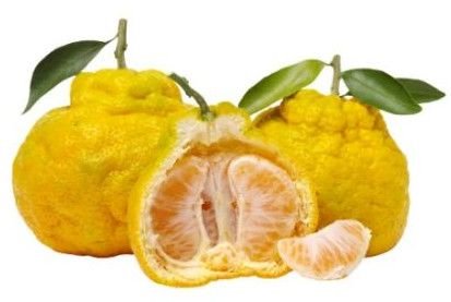 Fresh Ugli Fruit