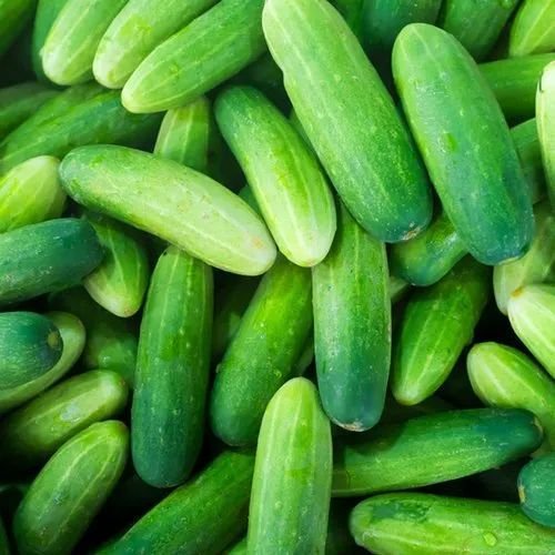 Farm Fresh Green Cucumbers