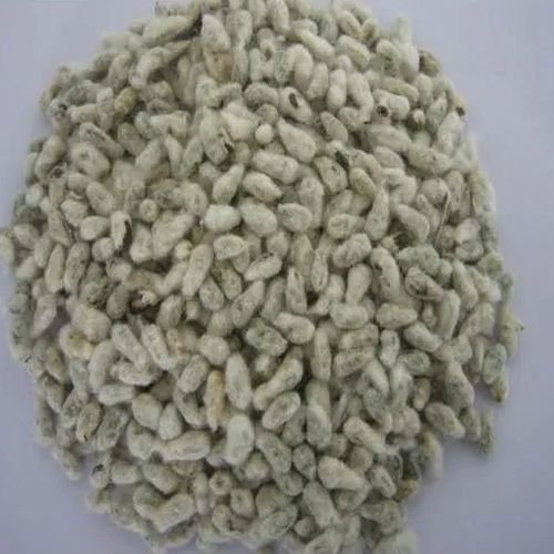 Cotton Seeds