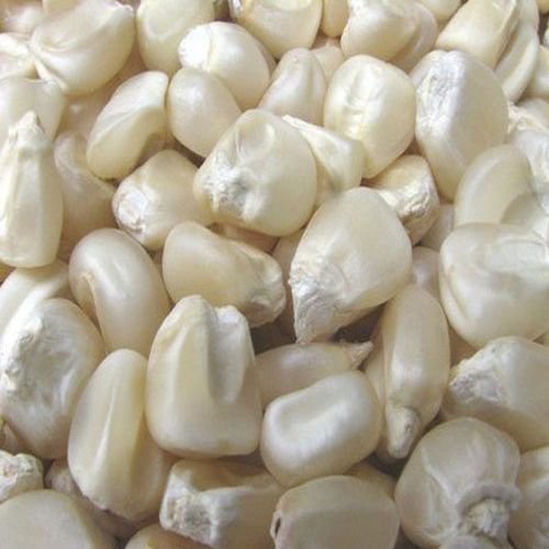 White Maize Seeds