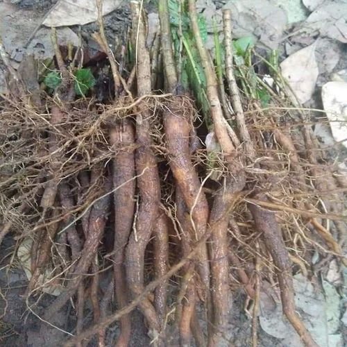 45cm Teak Root Shoot Stumps