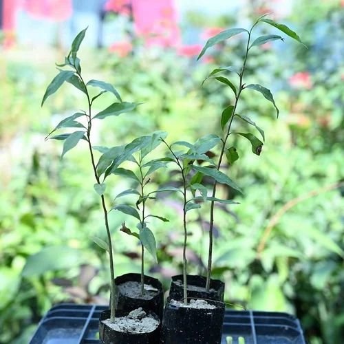 60cm Agarwood Tree Plant