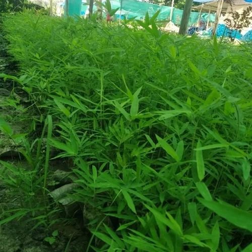 Green Bamboo Plant