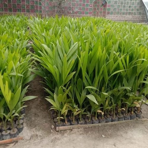 Hybrid Arecanut Plant