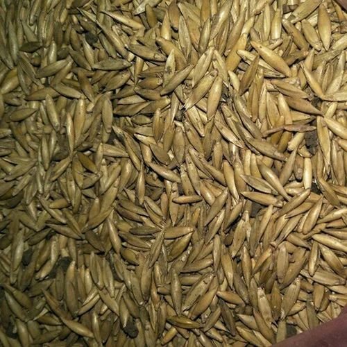 Loose Bamboo Seeds