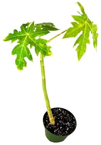 Papaya Fruit Plant