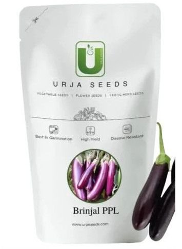 Urja Brinjal Pusa Purple Long Seeds