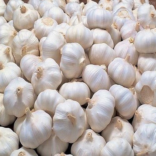 Natural Fresh Garlic