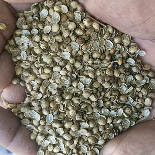 Natural Coriander Seeds