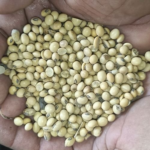Soybean Seeds