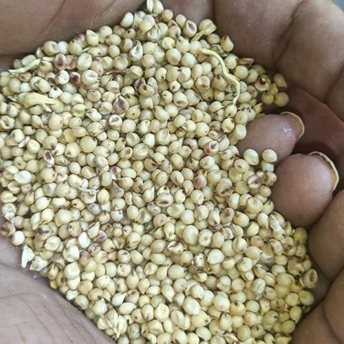 White Sorghum Seeds