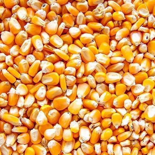 Dried Yellow Maize