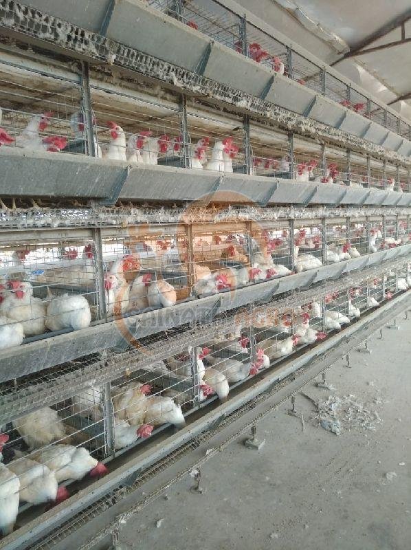 Poultry Trolley System
