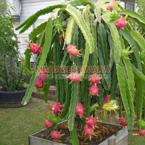 Dragon Fruit Plants