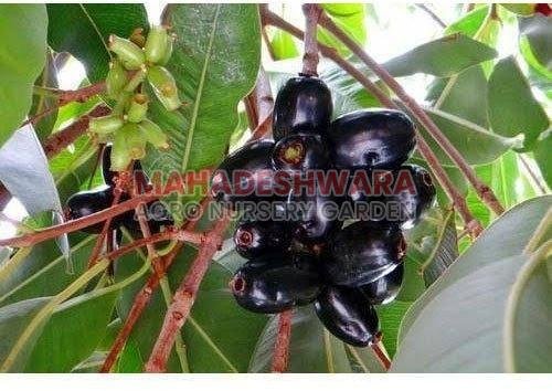 Jamun Plants