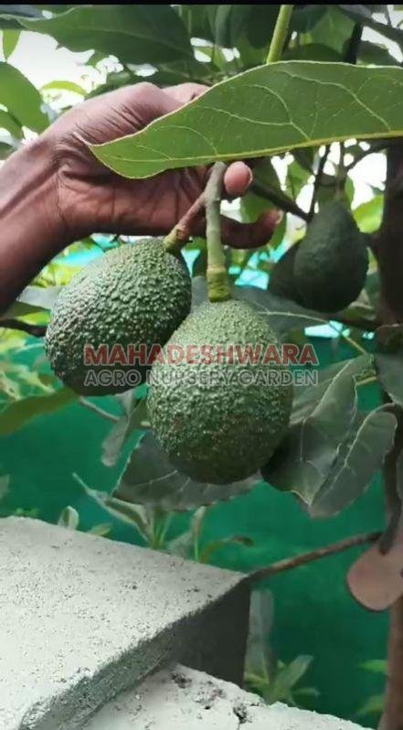 Maxican Hass Avocado Grapted Plants