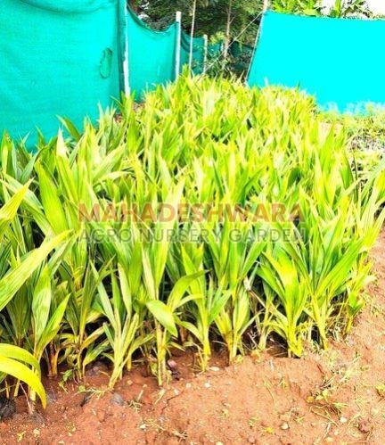 Natural Coconut Plants