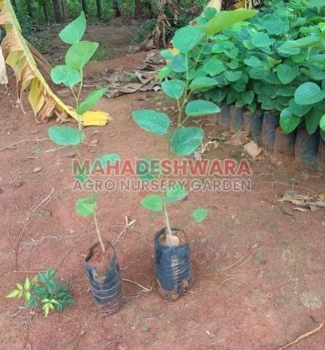 Red Sandalwood Plants