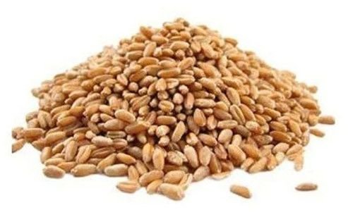 Indian Sharbati Wheat