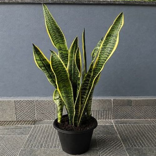 Laurentii Snake Plants