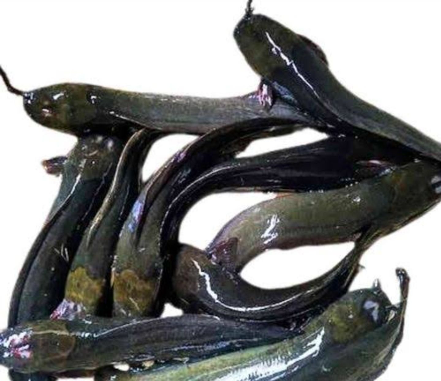 fresh fish
