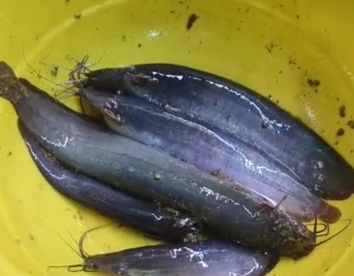 Fish Buy Sell
