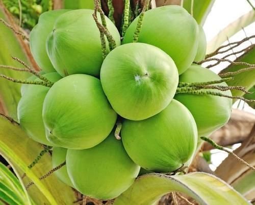 Coconut Products