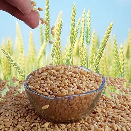 Natural Wheat Seeds