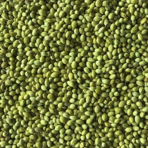 Single Parrot Coriander Seeds