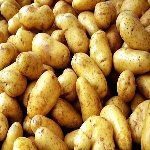 A Grade Fresh Potato