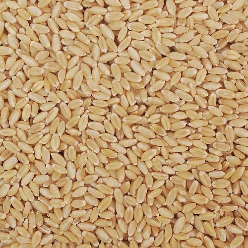 Lokwan Wheat Grain