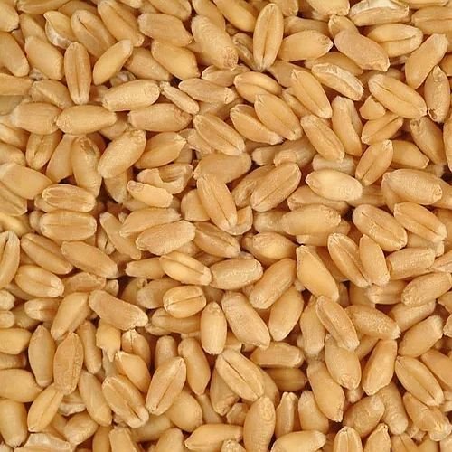 Sortex Clean Wheat Grain