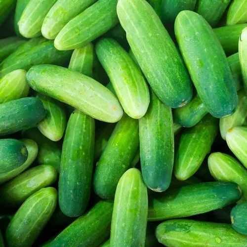 Indian Fresh Cucumber
