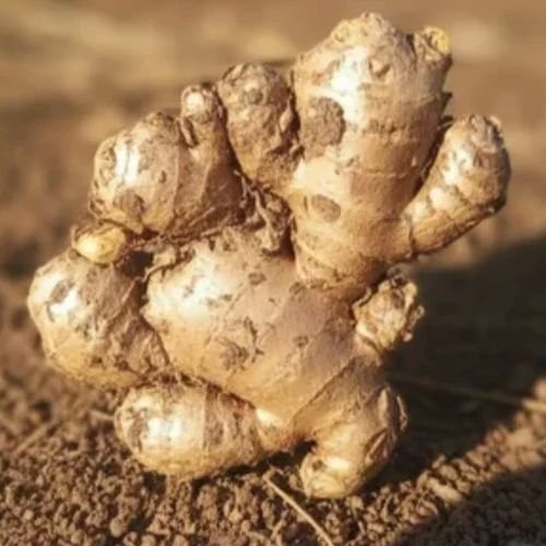 Fresh Raw Ginger