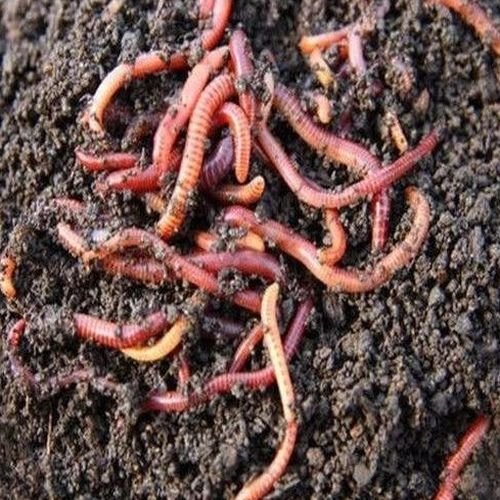 Live Manure Earthworms