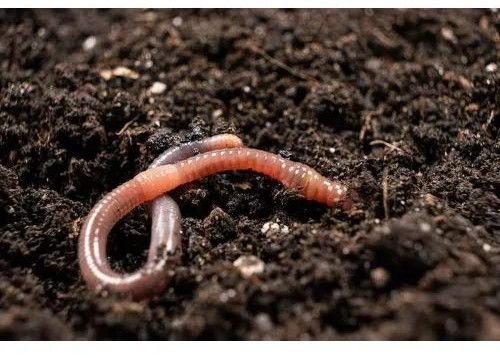 Organic Farming Earthworms