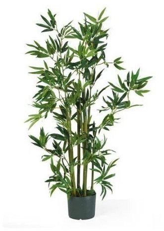 Bamboo Plants