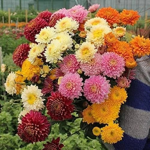 Chrysanthemum Flowers