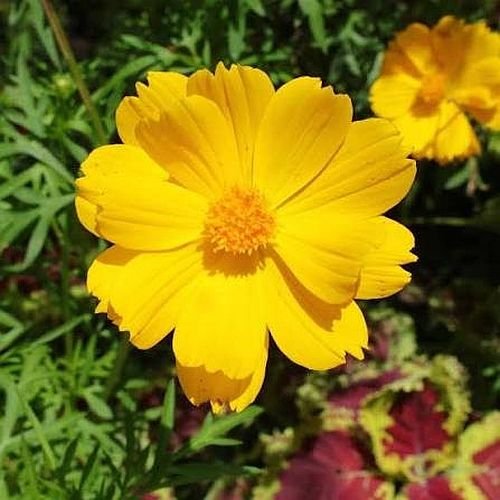 Cosmos Flowers